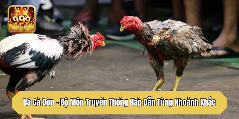 Đá Gà Đòn – Bộ Môn Truyền Thống Hấp Dẫn Từng Khoảnh Khắc